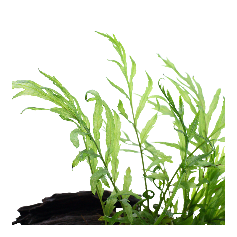 Bolbitis heudelotii XL @ Akvaariumid ja akvaariumikalad | Naturebox